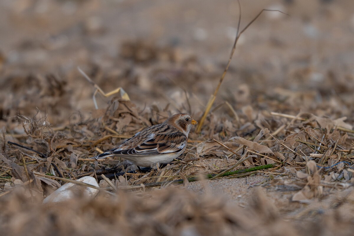 David Plant Photography - Wildlife Photography - Snow bunting - AK.jpg - Snow bunting, Plectrophenax nivalis, winter - Norfolk