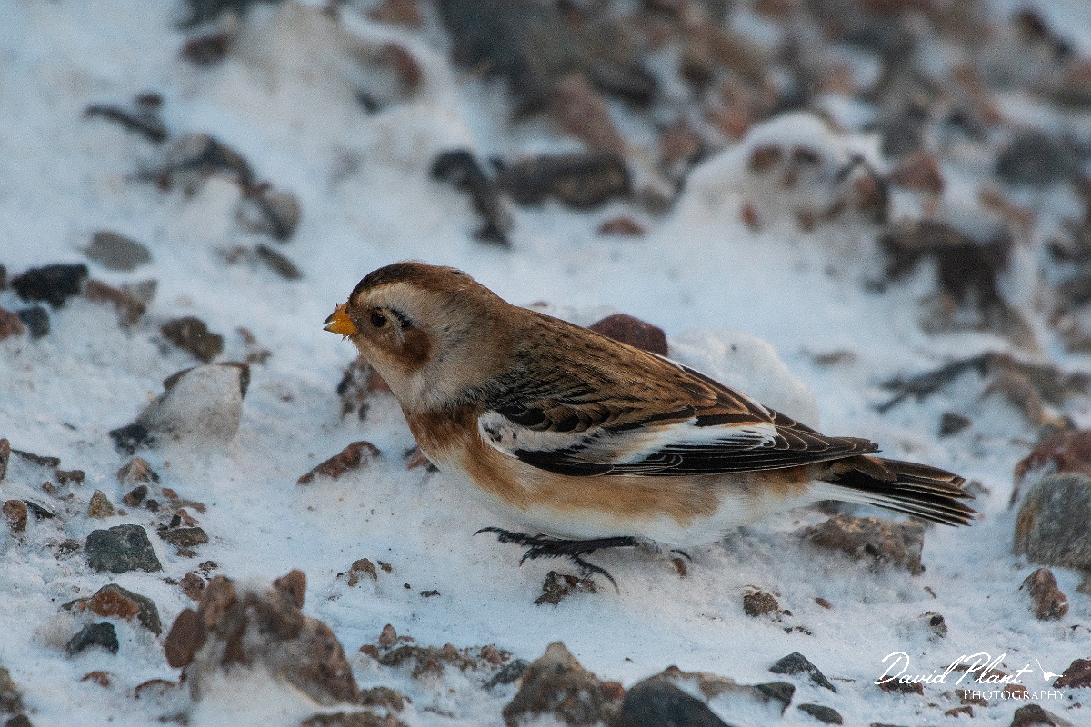 David Plant Photography - Wildlife Photography - Snow bunting - G.JPG - Snow bunting in the snow - Cairngorms