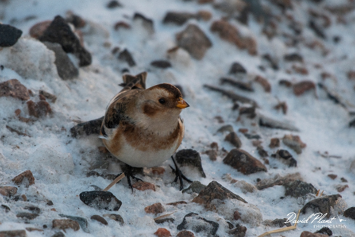 David Plant Photography - Wildlife Photography - Snow bunting - H.JPG - Snow bunting in the snow - Cairngorms
