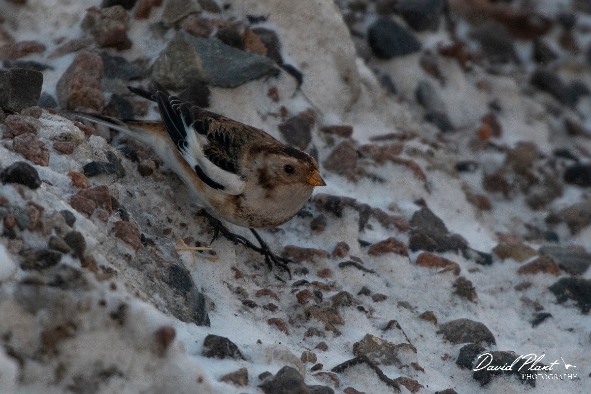 David Plant Photography - Wildlife Photography - Snow bunting - K.JPG - Snow bunting in the snow - Cairngorms
