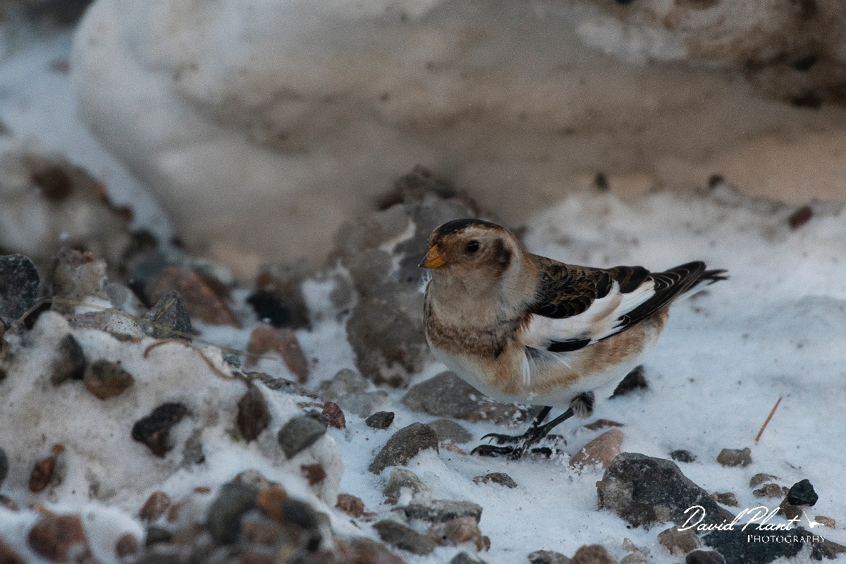 David Plant Photography - Wildlife Photography - Snow bunting - L.JPG - Snow bunting in the snow - Cairngorms