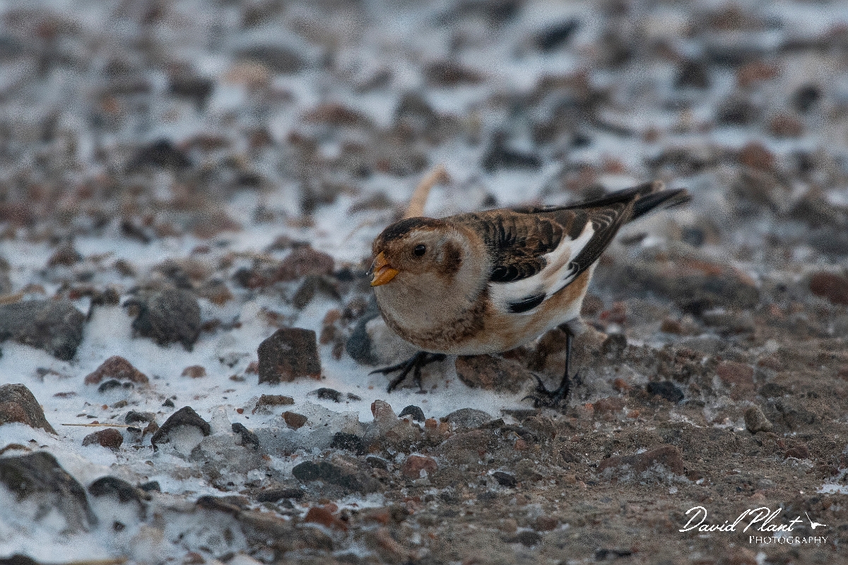 David Plant Photography - Wildlife Photography - Snow bunting - M.JPG - Snow bunting in the snow - Cairngorms