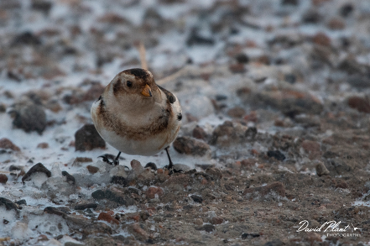 David Plant Photography - Wildlife Photography - Snow bunting - N.JPG - Snow bunting in the snow - Cairngorms