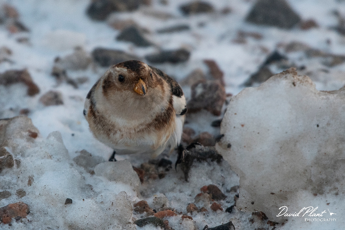 David Plant Photography - Wildlife Photography - Snow bunting - P.JPG - Snow bunting in the snow - Cairngorms
