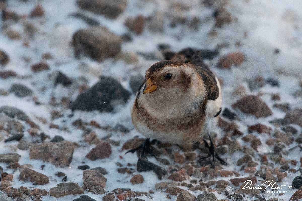 David Plant Photography - Wildlife Photography - Snow bunting - Q.JPG - Snow bunting in the snow - Cairngorms