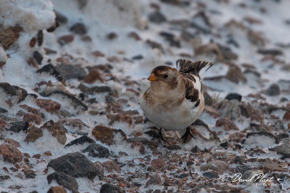 David Plant Photography - Wildlife Photography - Snow bunting - R.JPG - Snow bunting in the snow - Cairngorms