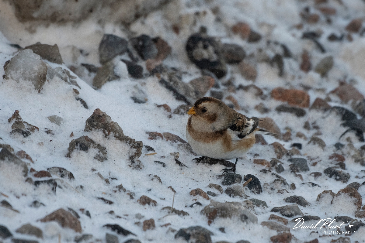 David Plant Photography - Wildlife Photography - Snow bunting - S.JPG - Snow bunting in the snow - Cairngorms