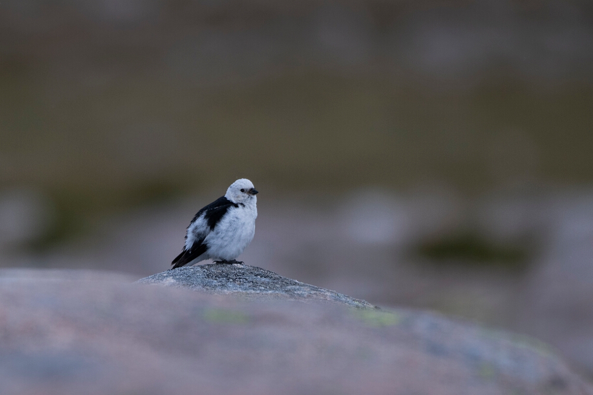 David Plant Photography - Wildlife Photography - Snow bunting - W.JPG - Snow bunting, male - Cairngorms