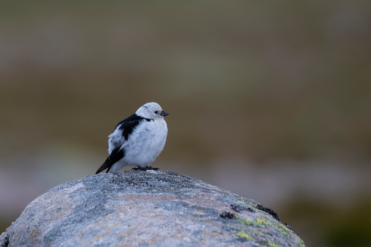 David Plant Photography - Wildlife Photography - Snow bunting - X.JPG - Snow bunting, male - Cairngorms