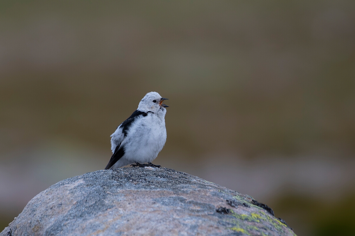 David Plant Photography - Wildlife Photography - Snow bunting - Y.JPG - Snow bunting, male - Cairngorms