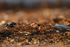 David Plant Photography - Wildlife Photographer - Snow bunting female - C