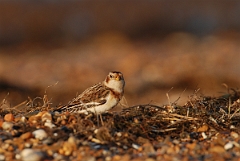 David Plant Photography - Wildlife Photographer - Snow bunting male - A
