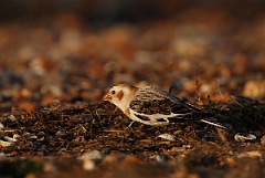 David Plant Photography - Wildlife Photographer - Snow bunting male - B