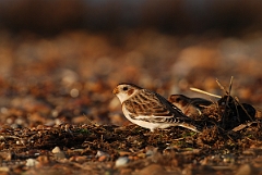 David Plant Photography - Wildlife Photographer - Snow bunting male - D