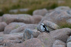 David Plant Photography - Wildlife Photography - Snow bunting - AA