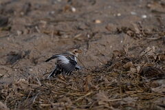 David Plant Photography - Wildlife Photography - Snow bunting - AB