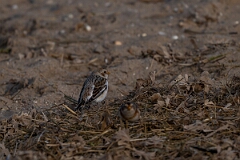 David Plant Photography - Wildlife Photography - Snow bunting - AC