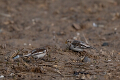 David Plant Photography - Wildlife Photography - Snow bunting - AD