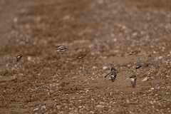 David Plant Photography - Wildlife Photography - Snow bunting - AF