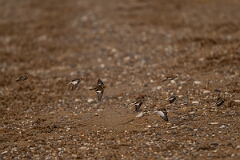 David Plant Photography - Wildlife Photography - Snow bunting - AG