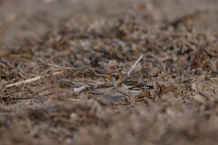 David Plant Photography - Wildlife Photography - Snow bunting - AH