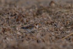 David Plant Photography - Wildlife Photography - Snow bunting - AI
