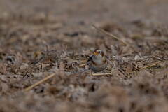 David Plant Photography - Wildlife Photography - Snow bunting - AJ