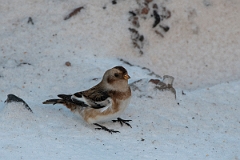 David Plant Photography - Wildlife Photography - Snow bunting - F