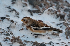 David Plant Photography - Wildlife Photography - Snow bunting - G