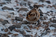 David Plant Photography - Wildlife Photography - Snow bunting - I