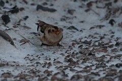 David Plant Photography - Wildlife Photography - Snow bunting - J