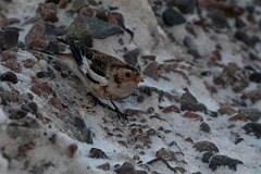 David Plant Photography - Wildlife Photography - Snow bunting - K