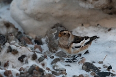 David Plant Photography - Wildlife Photography - Snow bunting - L