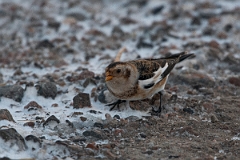 David Plant Photography - Wildlife Photography - Snow bunting - M