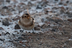 David Plant Photography - Wildlife Photography - Snow bunting - N