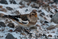 David Plant Photography - Wildlife Photography - Snow bunting - O