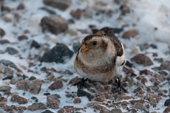 David Plant Photography - Wildlife Photography - Snow bunting - Q