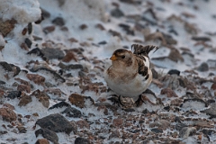 David Plant Photography - Wildlife Photography - Snow bunting - R