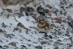 David Plant Photography - Wildlife Photography - Snow bunting - S