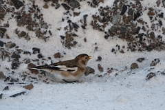 David Plant Photography - Wildlife Photography - Snow bunting - T