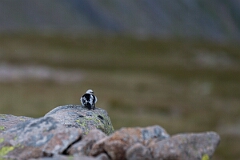David Plant Photography - Wildlife Photography - Snow bunting - U