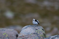 David Plant Photography - Wildlife Photography - Snow bunting - V