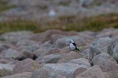 David Plant Photography - Wildlife Photography - Snow bunting - Z