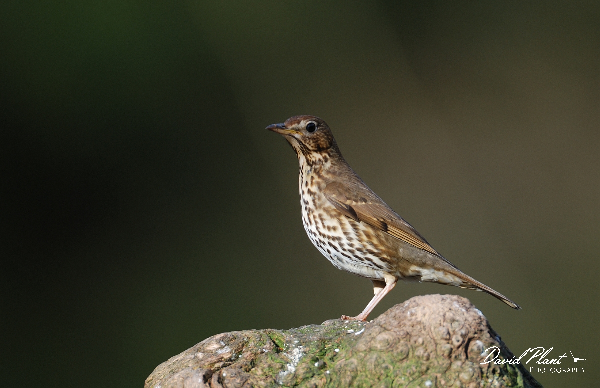 David Plant Photography - Wildlife Photography - Song thrush - A.jpg - Song thrush - Forest of Dean