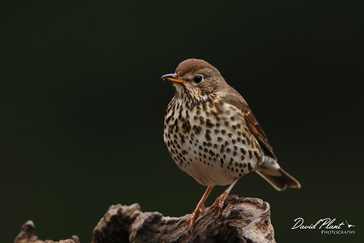 David Plant Photography - Wildlife Photography - Song thrush - B.jpg - Song thrush on perch - Forest of Dean
