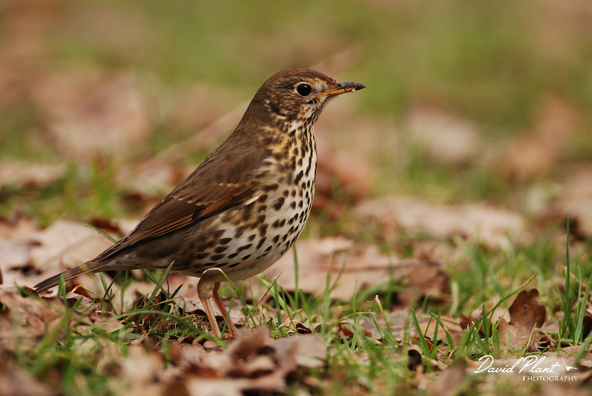 David Plant Photography - Wildlife Photography - Song thrush - C.jpg - Song thrush amongst leaf litter - Forest of Dean