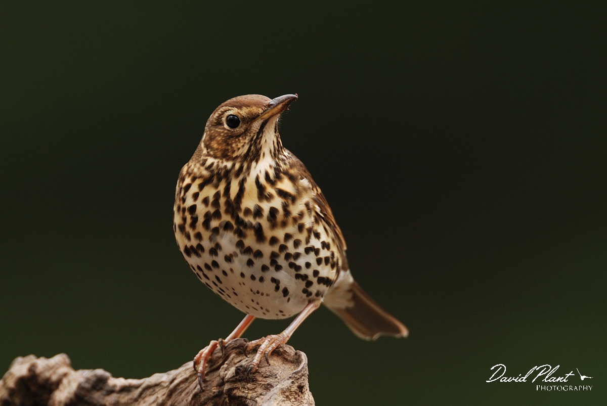 David Plant Photography - Wildlife Photography - Song thrush - D.jpg - Song thrush on perch - Forest of Dean