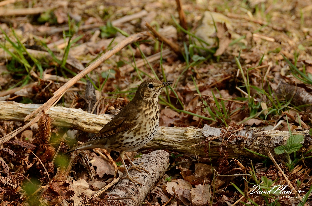 David Plant Photography - Wildlife Photography - Song thrush - E.jpg - Song thrush amongst leaf litter - Forest of Dean