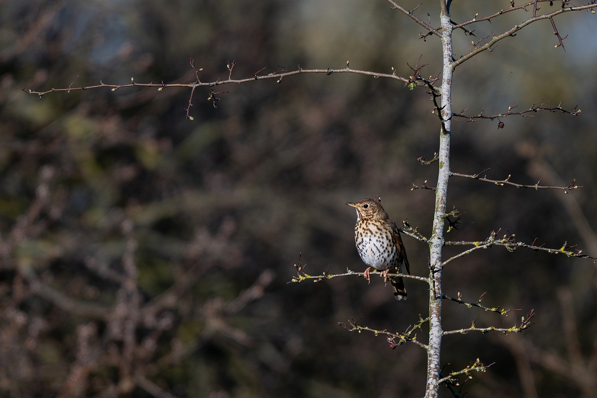 David Plant Photography - Wildlife Photography - Song thrush - G.jpg - Song thrush - Cambridgeshire