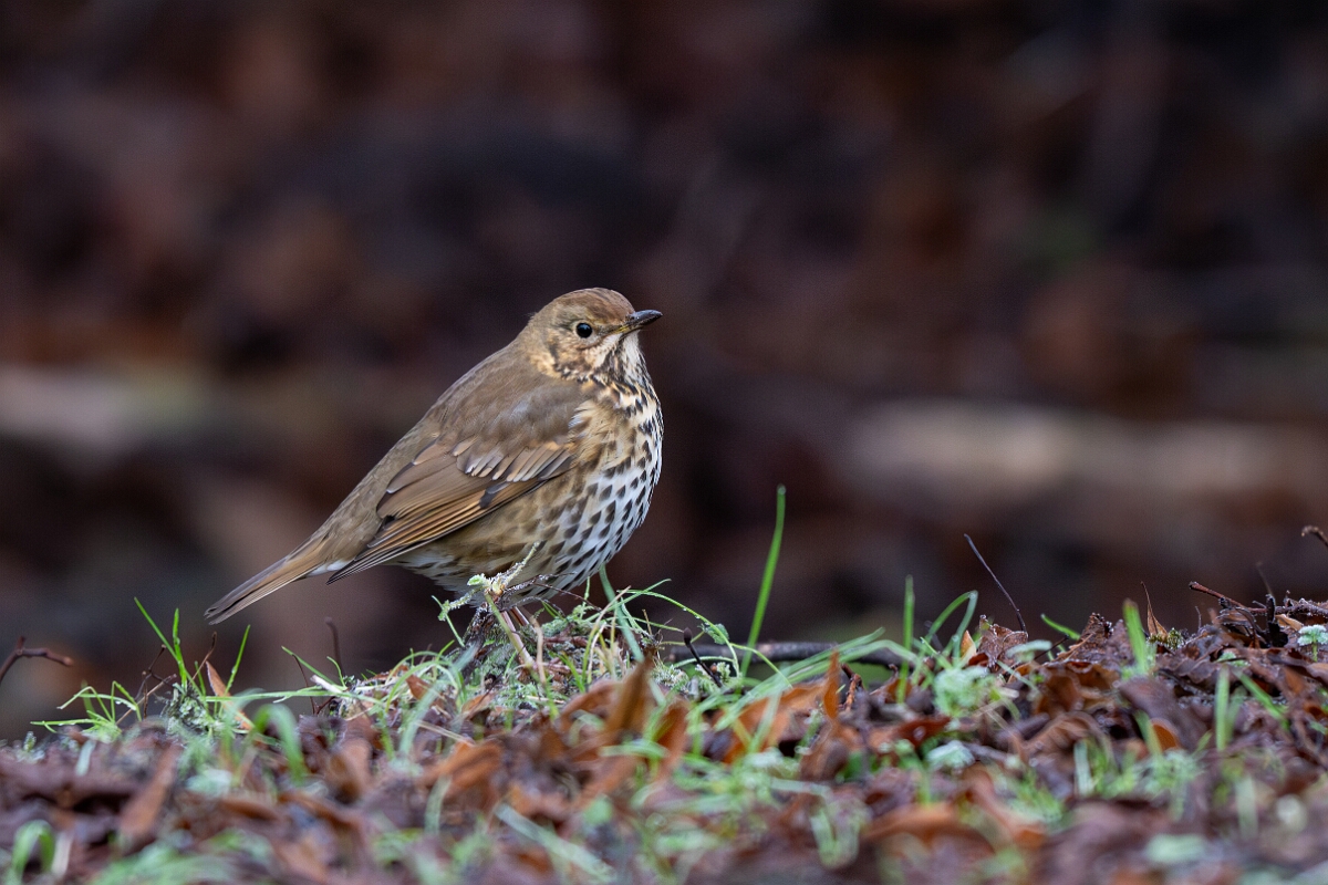 David Plant Photography - Wildlife Photography - Song thrush - H.jpg - Song thrush - Gloucestershire